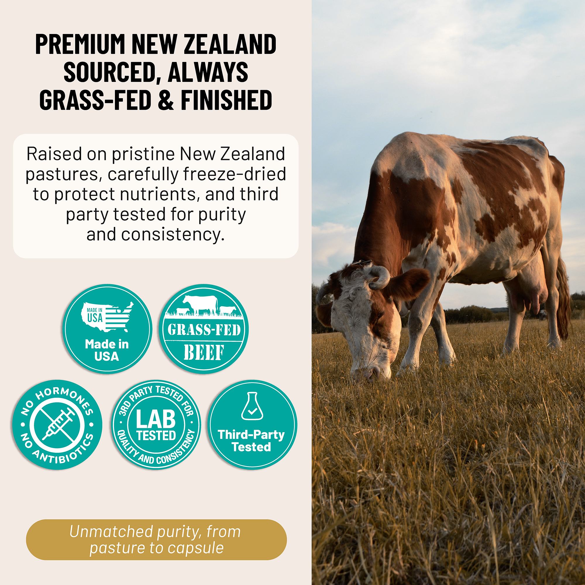 Beef Liver Gentle | Grass-Fed NZ Liver Capsules for Thyroid Support – Evolved Elements
